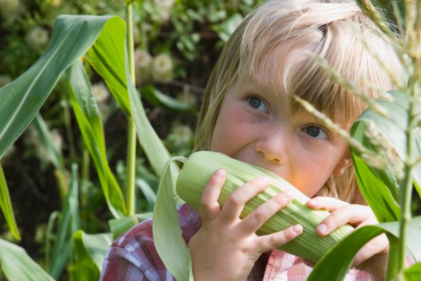 young-boy-holding-up-sweetcorn-in-vegetable-garden